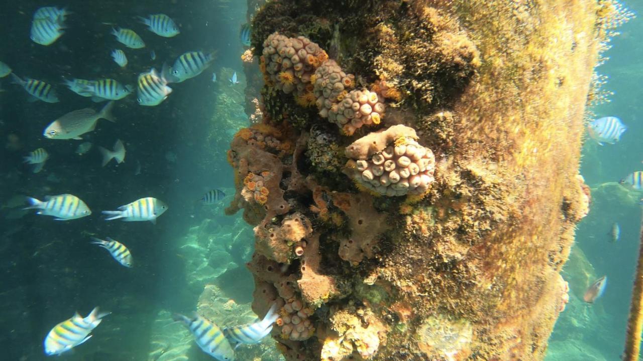 Pousada Conves - Ilha Grande 호텔 Praia de Araçatiba 외부 사진