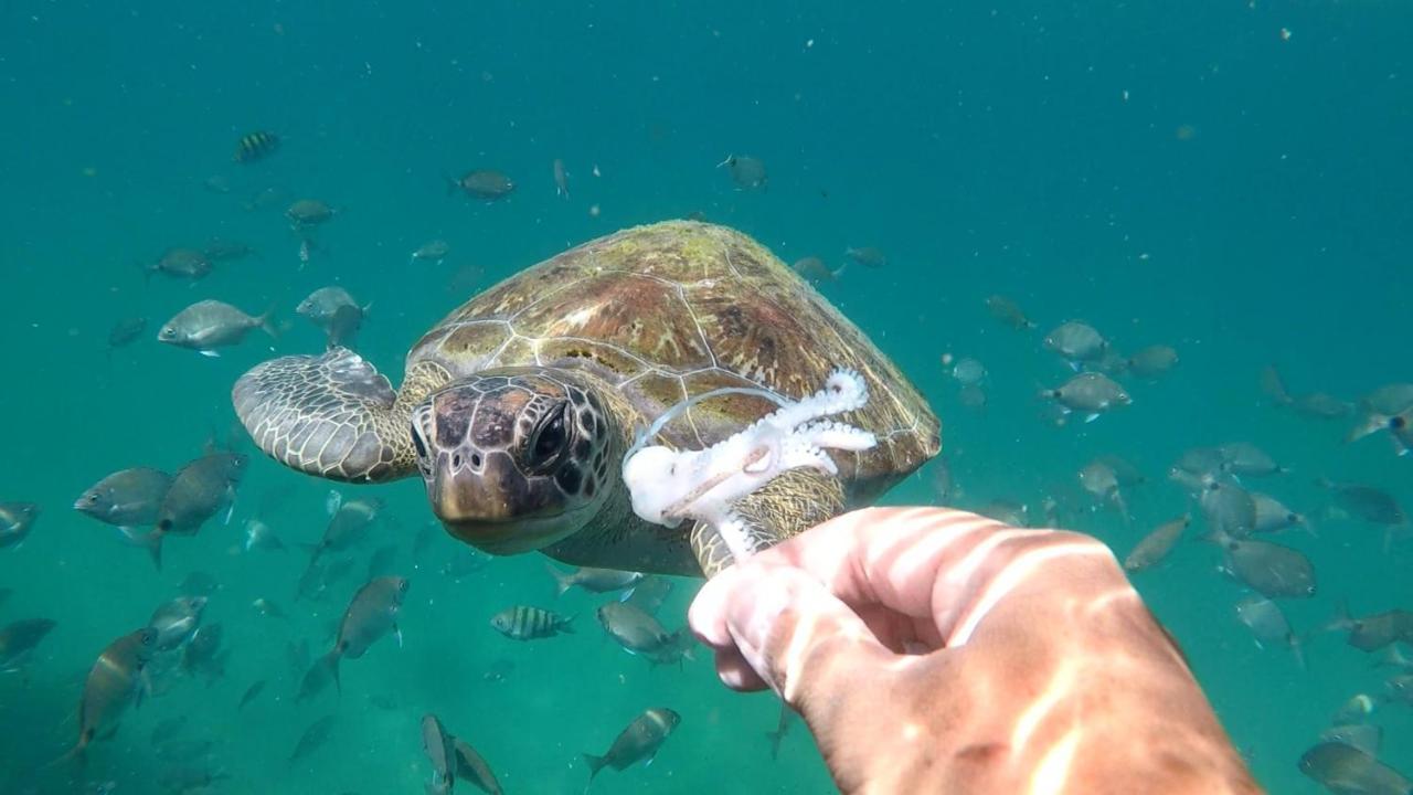 Pousada Conves - Ilha Grande 호텔 Praia de Araçatiba 외부 사진